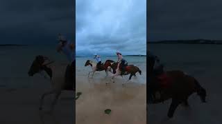 제주 해변 외승 korea horse horseriding   #shorts