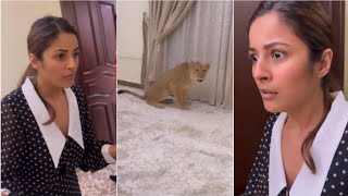 Shehnaaz Gill gets scared seeing pet lion in a room, screams ‘Waheguru Waheguru’ fans call her  cute
