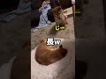 兄が大好きすぎる柴犬ボブ　 柴犬ロック