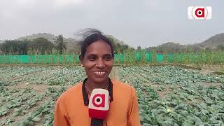 ଦାଦନ ଶୂନ୍ୟ ଗାଁ || Gajapati Farmers Farming