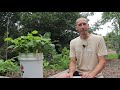 How to Grow Beans in Containers, Complete Growing Guide
