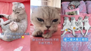 #猫 #猫咪 #宠物 团子其实蛮听话的，真没想到洗澡这么乖，早知道直博给你们，今天挺配合的