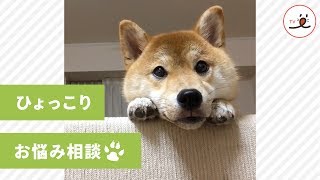 ソファからひょっこり顔を出した柴犬さん😃聞き上手なワンコになんでも話しちゃいそう【PECOTV】