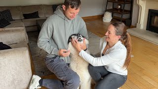 Kennel Cough! Giant Husky Does Everything He Can To Avoid Taking His Medicine!! (So Funny!!)