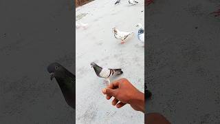 O Soniya ♥️🔥 Kabutar Hat Pe Aaya Hai 🕊️🥰#shorts #kabootar #love #pigeon #shortvideo #viralvideo