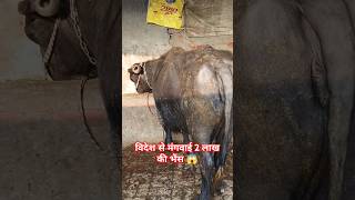 विदेश से मंगवाई 2 लाख की भैंस 😱 #शॉर्ट #buffalo #dairy #farming #fastfood #shorts #trendingytshorts