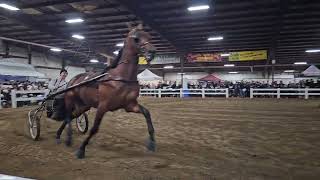 Gordyville 2024----super cherry sold for $225,000! #iowahorse#standardbreed#stallion#gordyville#