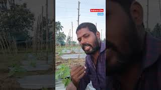 இதனால்தான் விவசாயிகளுக்கு income tax கிடையாது போல#farmerslife#agriculture#shortsfeed