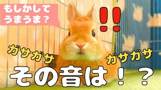 音を聞いただけで勢いよく飛びついてくるウサギ【No.140】