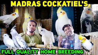 Best Quality Birds at Chennai Madras Cockatiel Farm | Rare Cockatiels, Breeding Tips, and Care