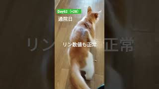 🍀よつば日記🐈(18歳♀) 慢性腎不全ステージ4猫の闘病記録\u0026日記