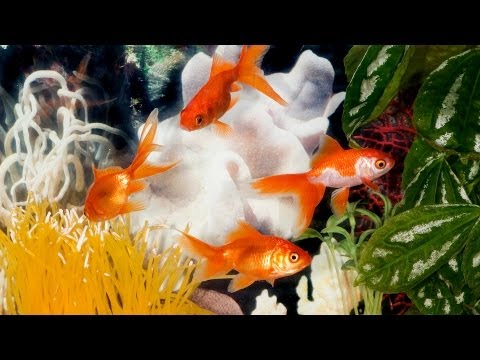 Why did my fish die after I cleaned the tank?
