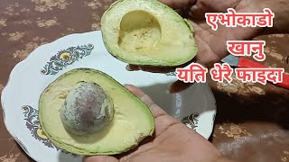 एभोकाडो खानुका यति धेरै फाइदा/Avocado nepali avocado || 🥑🥑 @Rewati'sgarden