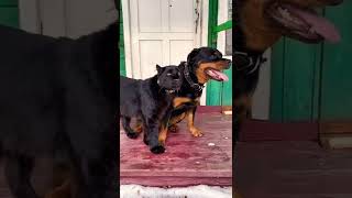romantic scene dog and Panther😱😱😱#reels #reaction #festival #dog #panther #respect 🐕🐕🐕