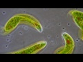 euglena flagellum movement in phase contrast