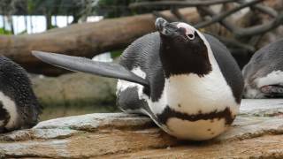 神戸どうぶつ王国　ペンギンパタパタ