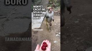 Monyet Cacat Yg Viral