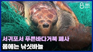 서귀포서 푸른바다거북 폐사...몸에는 낚싯바늘/ JIBS /제주/2023.12.18