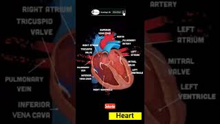 Human heart | heart blood circulation #heart #heartattack #3dheart