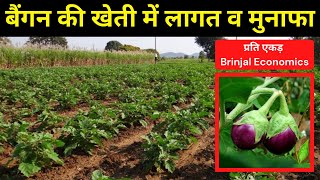 बैंगन की खेती में होने वाले कुल खर्च एवं मुनाफे की पूरी जानकारी | Brinjal Economics | Krishi Network