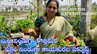 We Love this Harvest || బుట్ట నిండుగా కొత్తిమీర పళ్లెం నిండుగా కాయకురల హార్వెస్ట్.