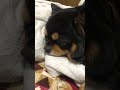 犬の寝顔が可愛すぎる