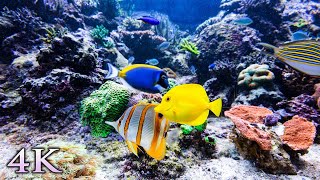 11 Hours of Stunning Aquarium Relax Music, Beautiful Aquarium Coral Reef Fish, Relaxing Ocean Fish