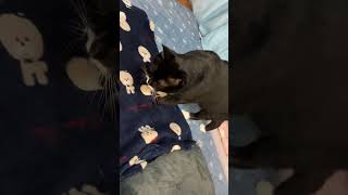 歌に合わせてかわいいごろごろのハチワレ猫🐈tuxedo-catざきお【猫動画】