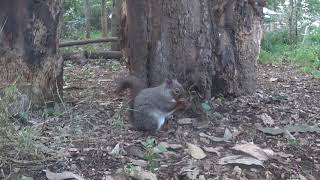 人懐っこいリスたち（井の頭自然文化園）