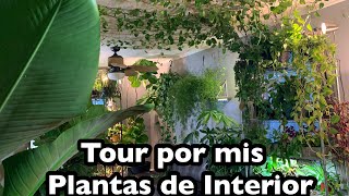 Tour por mis plantas de interior + de 200!!!