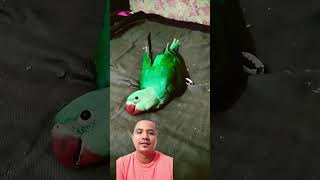 #parrot #mittoo #parrotlover #parrotr #parrottalking #parrort #birds #pets #funny #विक्रमसंवत2079