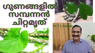 Chitamruth: Natural Cure for Prameham || Dr T L Xavier