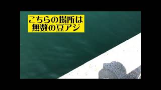 貝塚人工島　無数の豆アジいてました、、、fishingmax　二色の浜店