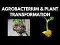 Agrobacterium mediated Plant Transformation | Plant Biotechnology