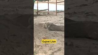 Gujrat lion #gujratlions #kamatibaug #vadodara #zoo #baroda #sayajibaug