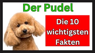 Der Pudel 🐶 Die 10 wichtigsten Fakten dieser Hunderasse