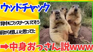 【2ch動物スレ】ウッドチャックとかいう小さいおっさんみたいな動物wwwww