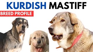 Kurdish Mastiff Breed Profile History - Price - Traits - Pshdar dog Grooming Needs - Lifespan