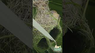 Weaving a Dream: The Baya Weaver's Story🏗️🐦 #weavers  #nest  #birdnest #relaxing ##birdlife