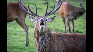 Red deer rut 2021