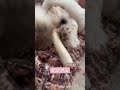 腕の中でおもちゃで遊ぶ子犬　 puppy 癒される 可愛い 犬 犬のいる生活 dog 愛犬 チワマル かわいい 子犬 かわいい 癒し