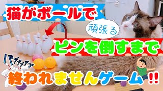 【猫】猫とボーリング。倒すまで終われません！！！　[Cat] Cat and bowling. It won't end until you defeat it! !　ラグドールの猫2匹との楽しい生活