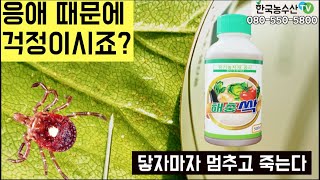 [한국농수산TV] 응애 때문에 골치 아프셨죠?? 닿기만 하면 죽는 유기농자재 해충싹을 아십니까?- 전북 익산