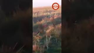 Filmaron a un yaguareté en la estancia Rincón de Corrientes