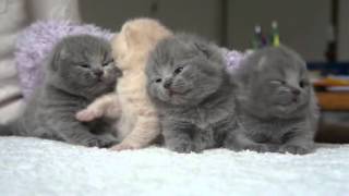 Scottish Fold kittens Temperament :d