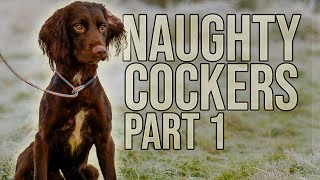 How to train a cocker spaniel