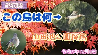 編集中に見たことのない水鳥に出会いました。どなたか教えてください！【山田池公園探鳥】