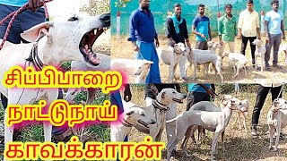 Chippiparai பழைய இன‌வழி நாய் |‌ ஒரு நாய் இருந்த போதும் காவலுக்கு | @ruthviktalks