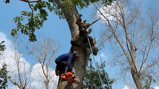 Unexpected surprise ‼️ Cut down 2 old trees on the mountain slopes.