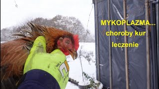 Mycoplasma disease in chickens and laying hens. Fast action and results.